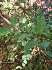 Backhousia leptopetala