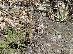 Dudleya abramsii setchellii