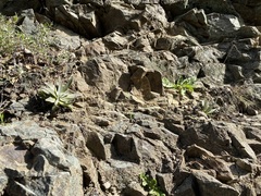 Dudleya abramsii setchellii