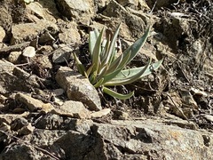 Dudleya abramsii setchellii