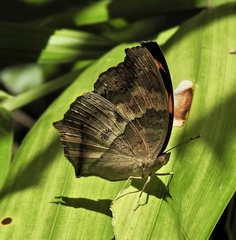 Yoma sabina