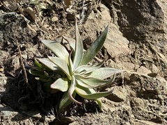 Dudleya abramsii setchellii