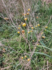 Solanum elaeagnifolium