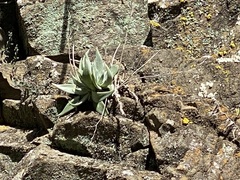 Dudleya abramsii setchellii