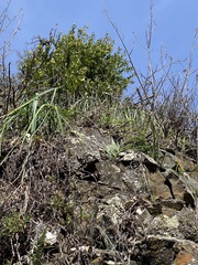 Dudleya abramsii setchellii