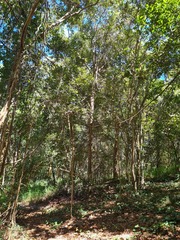 Backhousia leptopetala