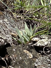 Dudleya abramsii setchellii