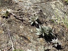 Dudleya abramsii setchellii