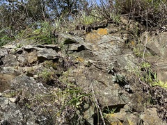 Dudleya abramsii setchellii