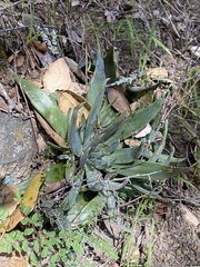 Dudleya abramsii setchellii