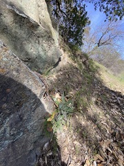 Dudleya abramsii setchellii