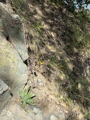 Dudleya abramsii setchellii
