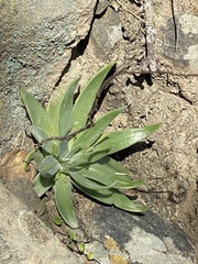 Dudleya abramsii setchellii