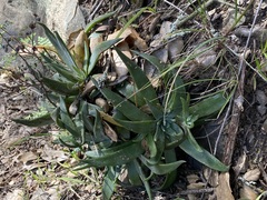Dudleya abramsii setchellii
