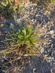 Chaenactis glabriuscula