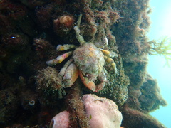 Schizophrys