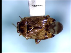 Deraeocoris nubilus