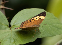 Cupha erymanthis