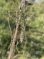 Empusa