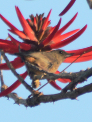 Diglossa baritula