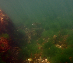 Acanthopagrus butcheri