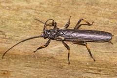 Austroperla cyrene