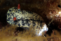 Hypselodoris saintvincentius