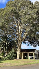 Corymbia maculata