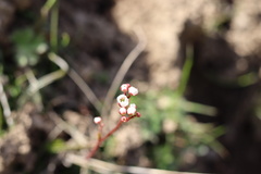 Micranthes californica