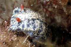 Hypselodoris saintvincentius