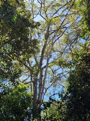 Eucalyptus siderophloia