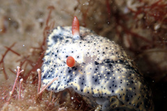Hypselodoris saintvincentius