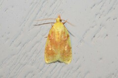 Acleris curvalana