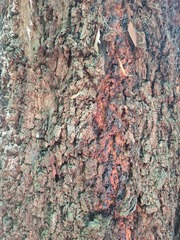 Eucalyptus siderophloia