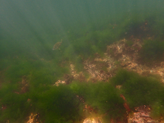 Acanthopagrus butcheri