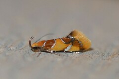 Epicallima argenticinctella