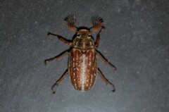 Polyphylla variolosa