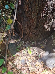 Eucalyptus siderophloia
