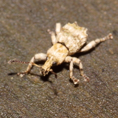 Brachyolus punctatus