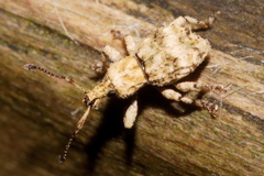 Brachyolus punctatus