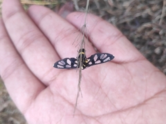 Amata sperbius