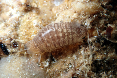 Cirolana australiense