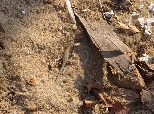 Seashore Skink, Eutropis bibronii