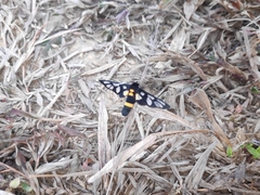 Amata sperbius