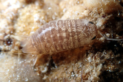 Cirolana australiense