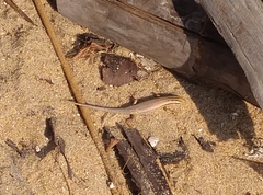 Eutropis bibronii
