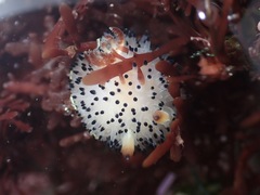 Acanthodoris rhodoceras