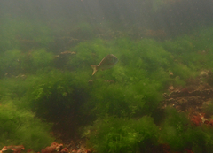 Acanthopagrus butcheri