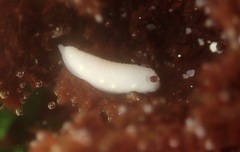 Cadlina flavomaculata