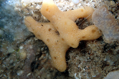 Callyspongia